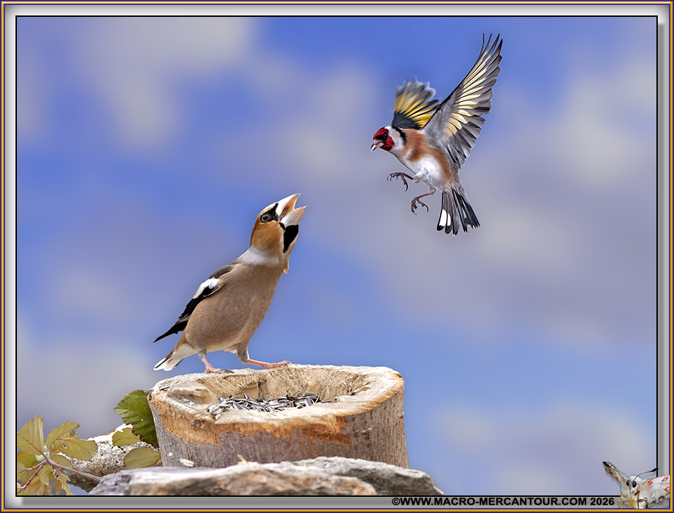 Gros becs et Chardonneret